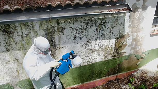 Top rated local Mold Remediation specialists in Dover, NJ